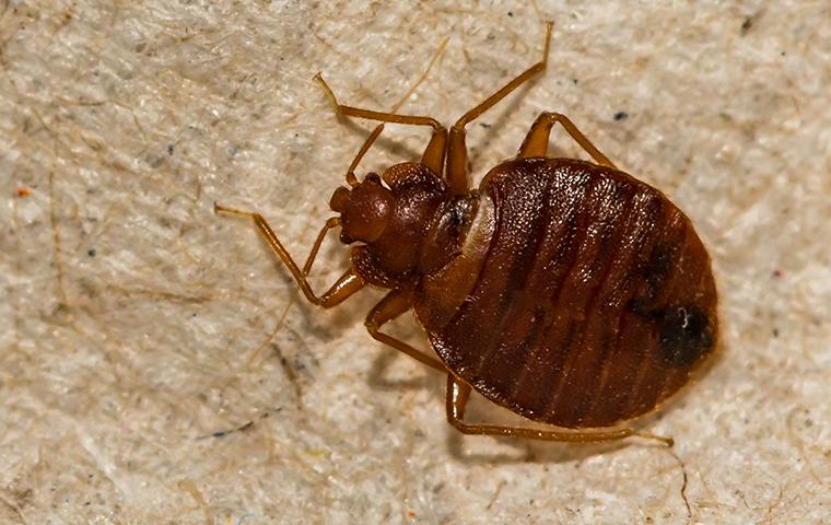 Hiwassee Pest Control LLC Pest Control Service in Cleveland, TN photo