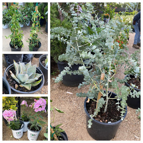 A & M Nursery & Supplies Landscaper in Arlington, TX photo