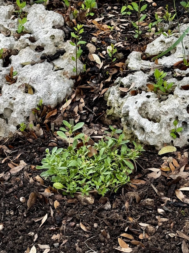 Native Gardeners gallery photo