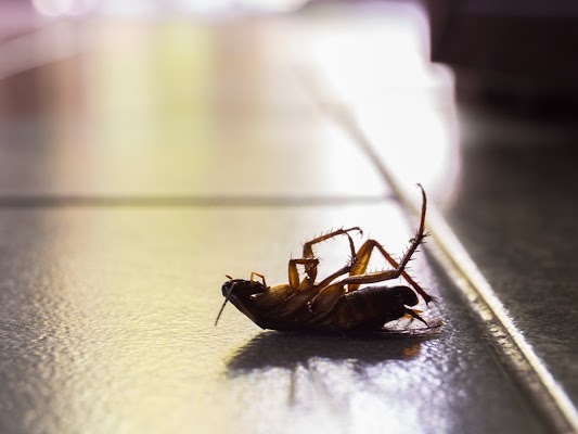 Sunrise Pest & Turf Management gallery photo