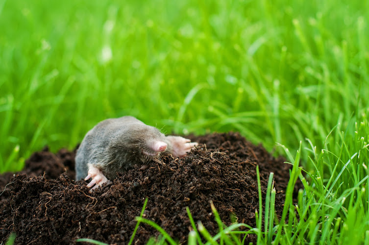 Sound Pest Control Pest Control Service in Bremerton, WA photo