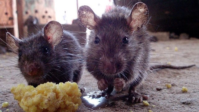 Northwest Pest Management Pest Control Service in Bellingham, WA photo