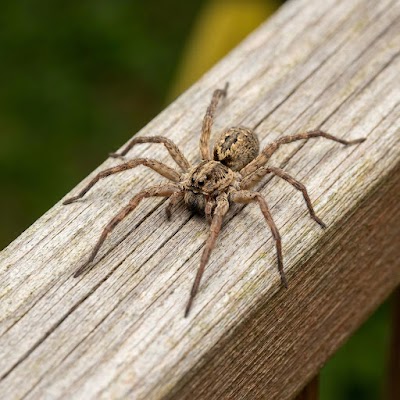 Prime Pest Control gallery photo
