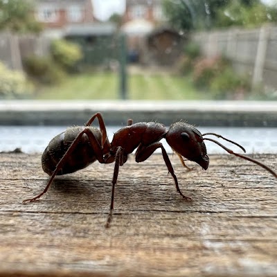Prime Pest Control gallery photo