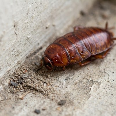 Prime Pest Control gallery photo