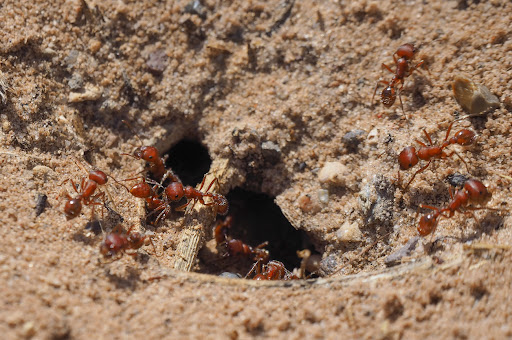 Arrow Exterminators gallery photo