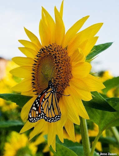 A&V Landscaping Landscaper in Springdale, AR photo