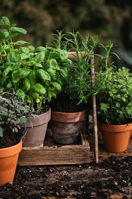The Good Earth Garden Center photo