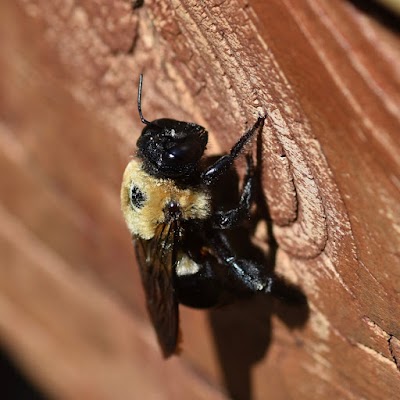 Eliminate 'Em Pest Control Services gallery photo