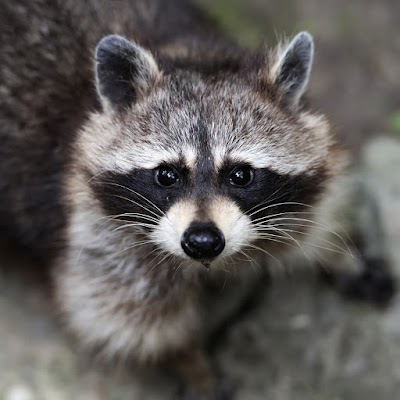 Eliminate 'Em Pest Control Services gallery photo