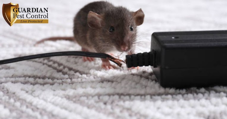 Guardian Pest Control gallery photo