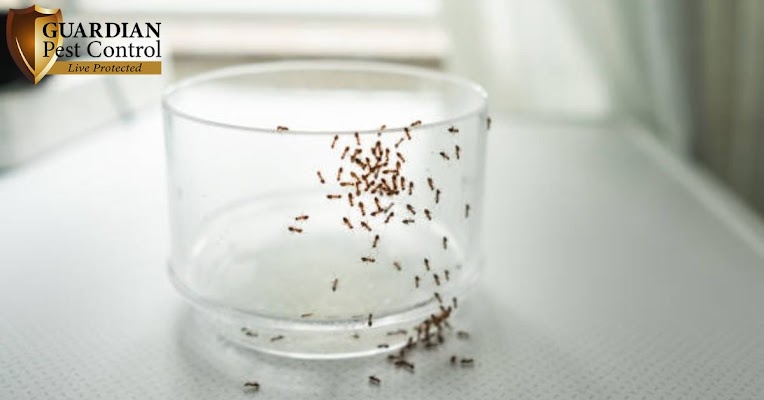 Guardian Pest Control gallery photo