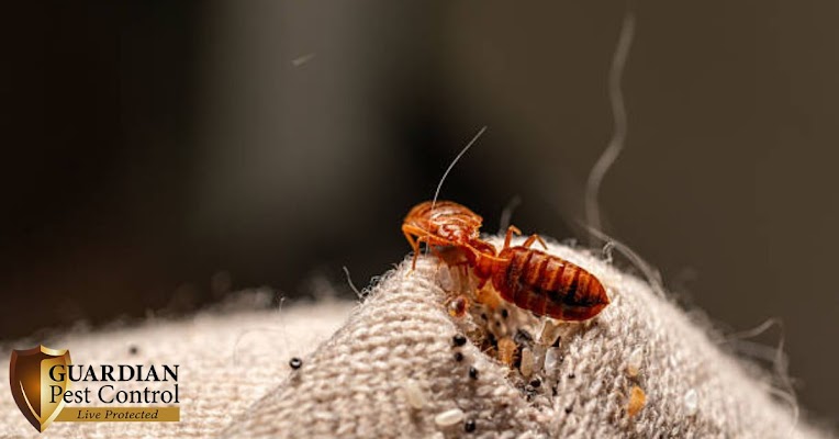 Guardian Pest Control gallery photo