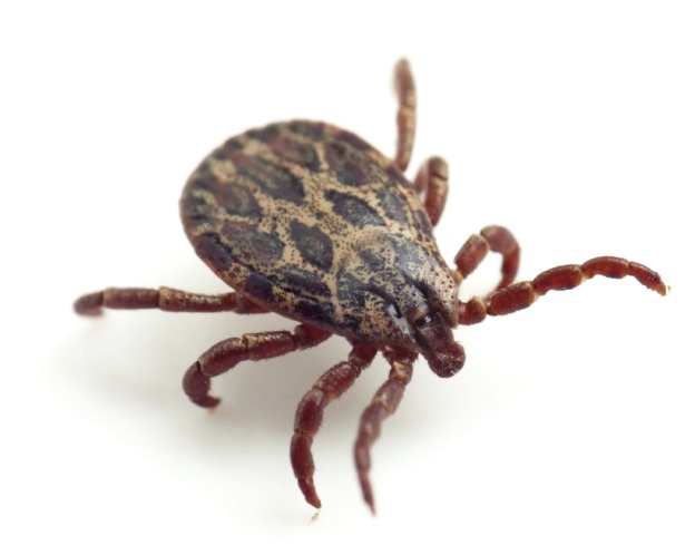Abair Lavery Pest Control Service in West Hartford, CT photo