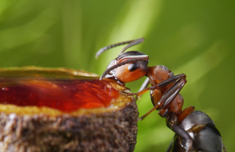 World Pest Control Pest Control Service in Salina, KS photo