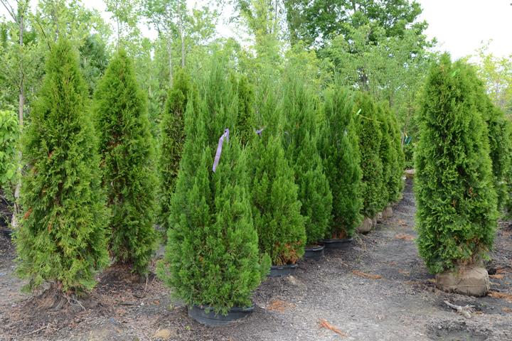 Edwards Nursery Garden Center in Paducah, KY photo
