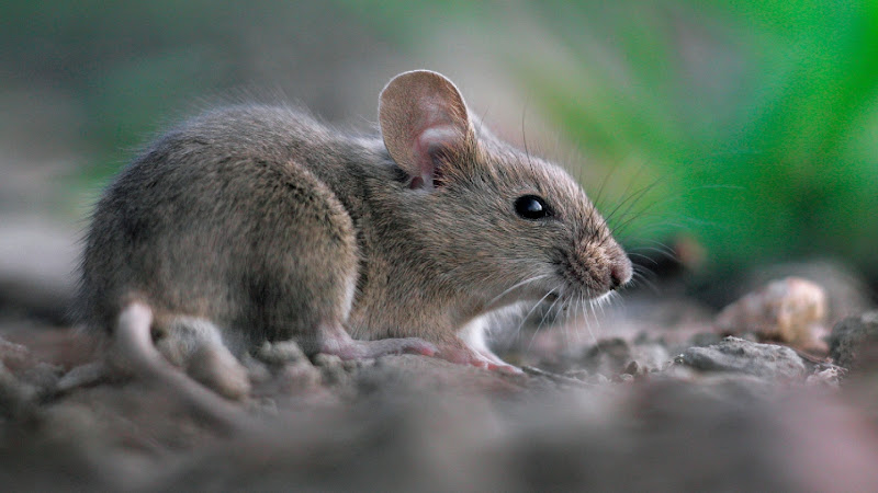 Simply Pest Solutions Pest Control Service in Standish, ME photo