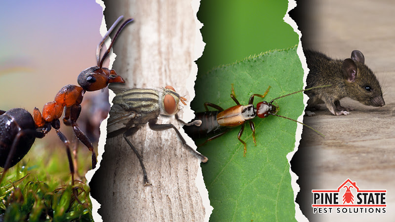 Pine State Pest Solutions Pest Control Service in Auburn, ME photo