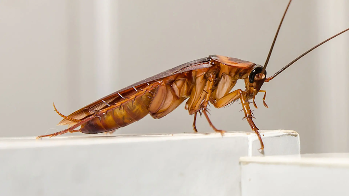 Gallery photo for All In One Pest Control Toronto, Pest Control Service in Scarborough