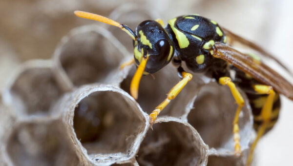 Gallery photo for All In One Pest Control Toronto, Pest Control Service in Scarborough