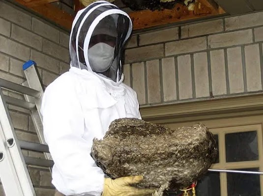 Gallery photo for All In One Pest Control Toronto, Pest Control Service in Scarborough