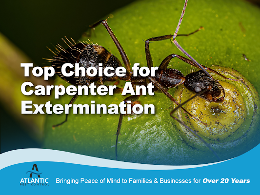 Atlantic Pest Control gallery photo