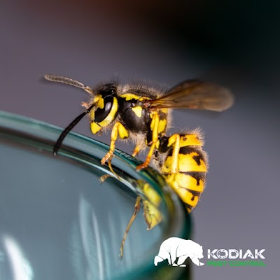Kodiak Pest Control gallery photo